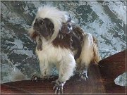 tamarin