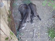 tapir