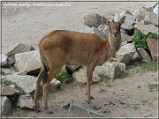 voduska