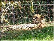 gepard