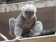 lemur b