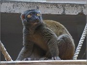 lemur b1