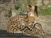 serval