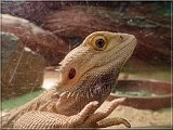Agama