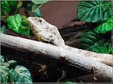 Varan