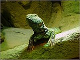 Varan