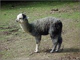 Lama