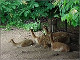 Lama