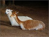 Lama