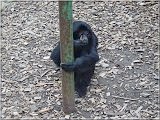 Siamang