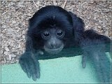 Siamang