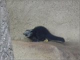 Binturong