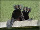 Lemur