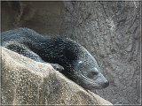 binturong