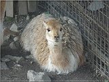 lama