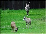 oryx