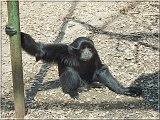 siamang