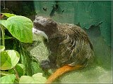 tamarin