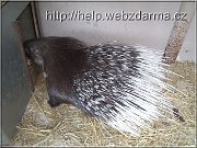 dikobraz