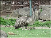 emu