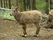kozorozca