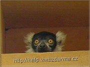 lemur