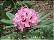 rhododendron