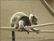 lemur