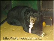 medved