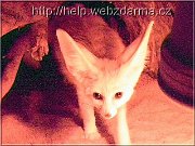 vulpes