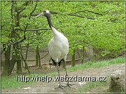 zeriav