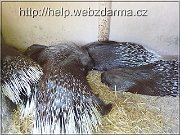 dikobraz