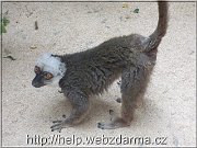 lemur