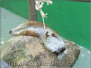 lemur