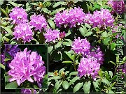 rododendron