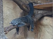 binturong
