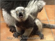 lemur1