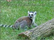 lemur2