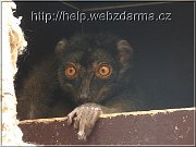 lemur3