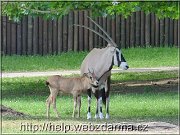 oryx