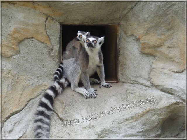lemur