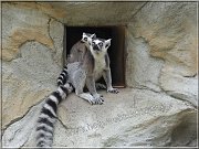 lemur