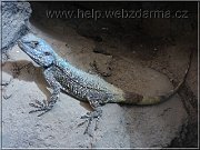 agama