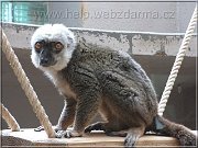 lemur