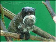 tamarin