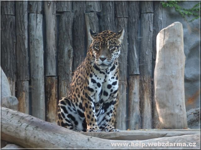 jaguar