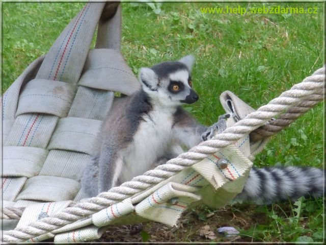 lemur