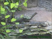 krokodil