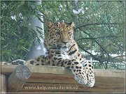 leopard