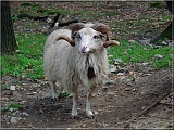 baran